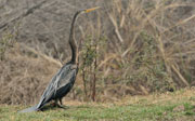 bharatpur